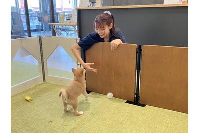 株式会社犬の家 犬の家　豊川インター店（株式会社犬の家）の求人画像